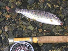 2007������ލs