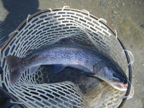 ���t�B�b�V���O�v���U